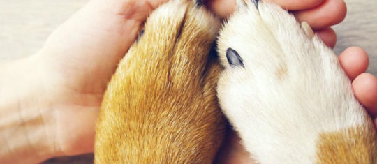 Assurance pour chien