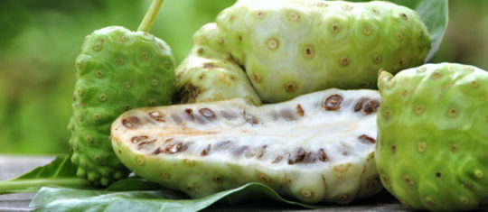 Noni Morinda