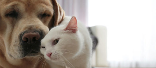 animaux de compagnie
