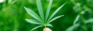 cannabis