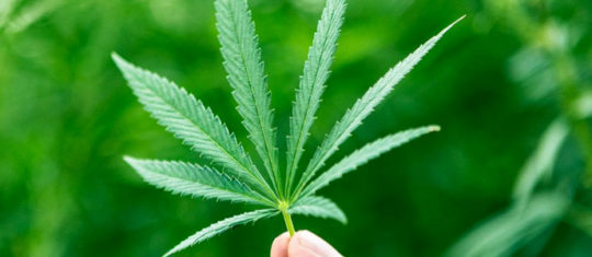 cannabis