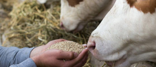 produits nutritifs d'animaux