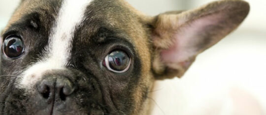 chien